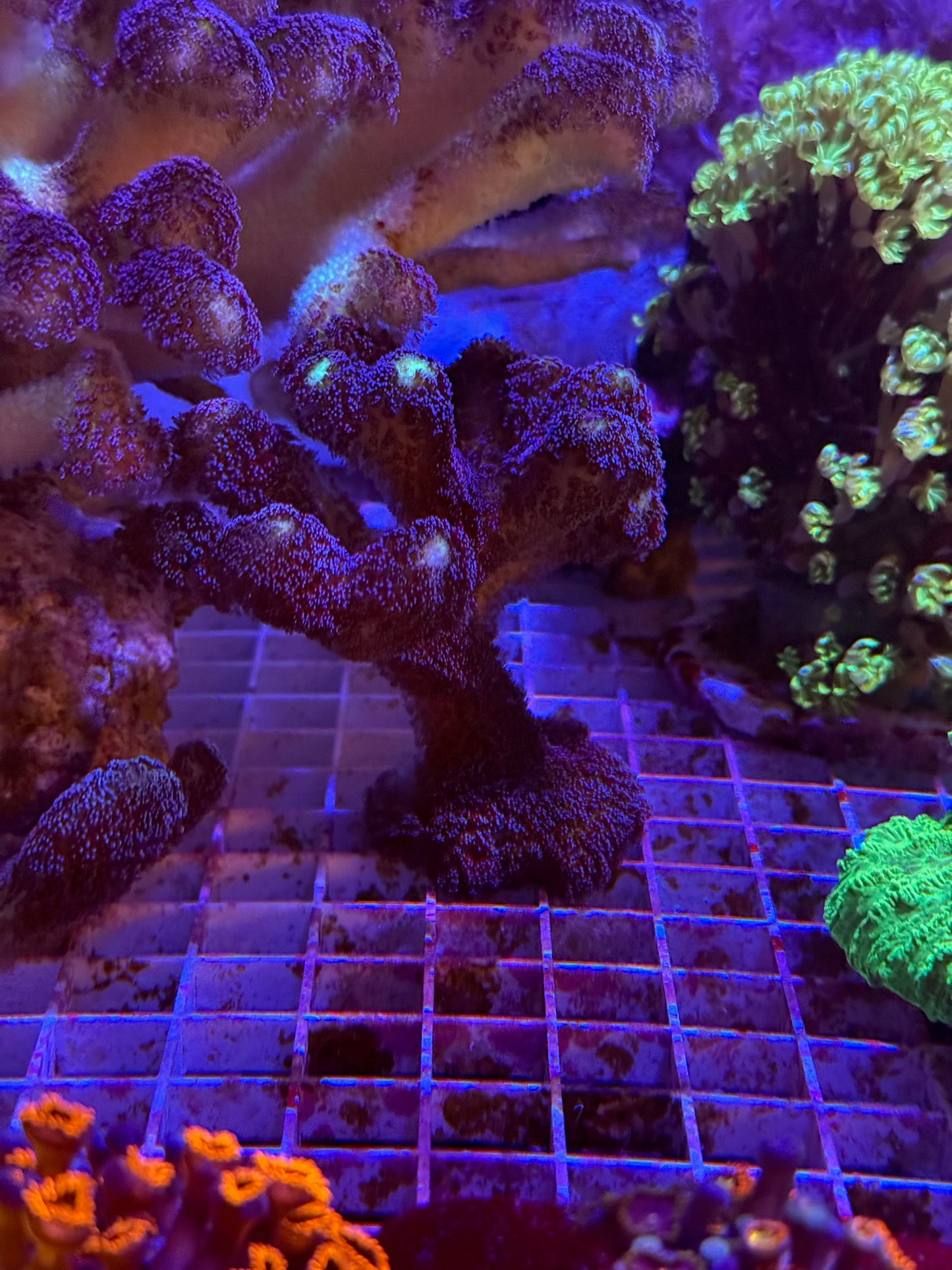 Purple Stylophora