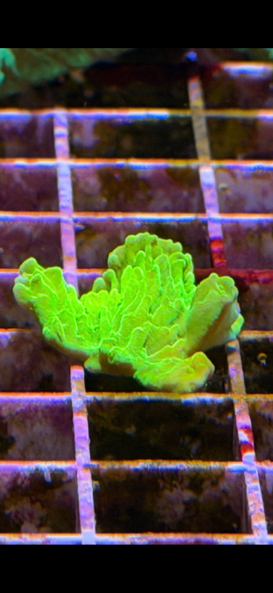 Toxic Green Montipora Cap