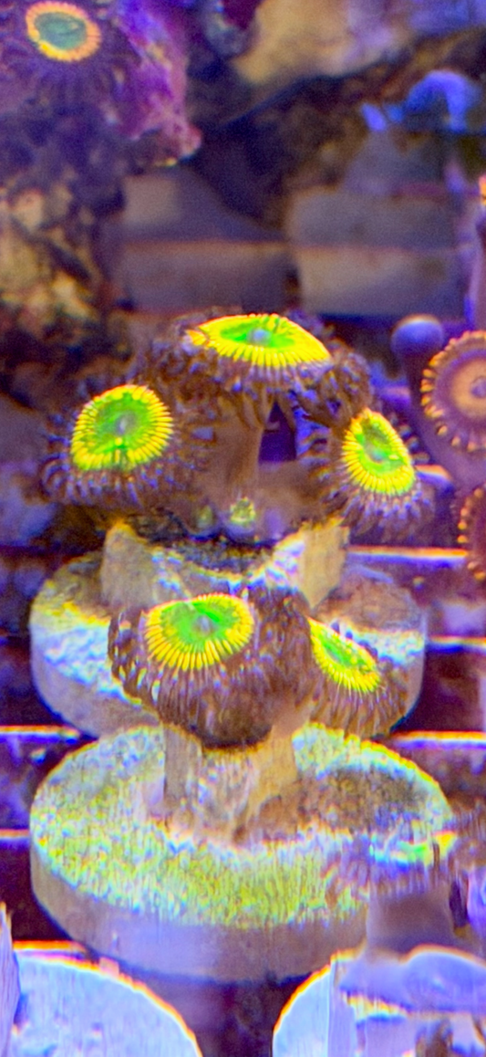 Sunny D Zoa