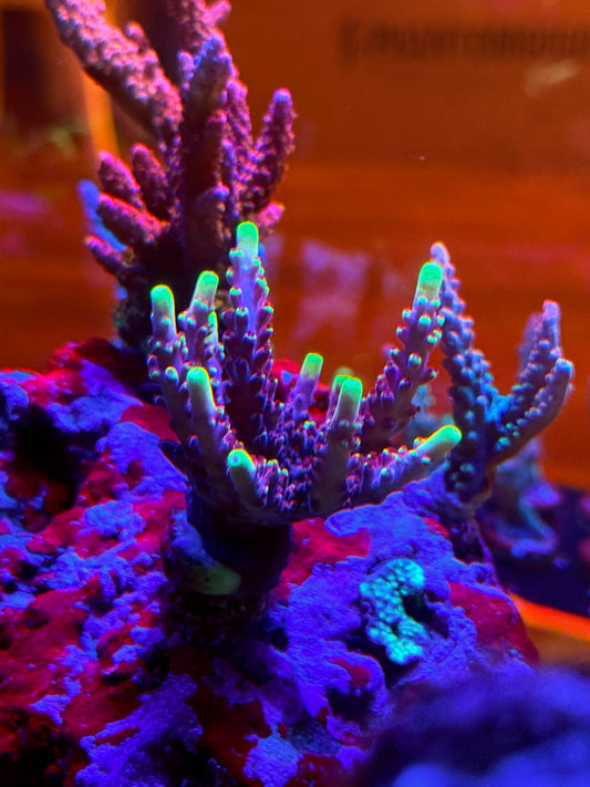 Jason Fox Flame Acropora Coral