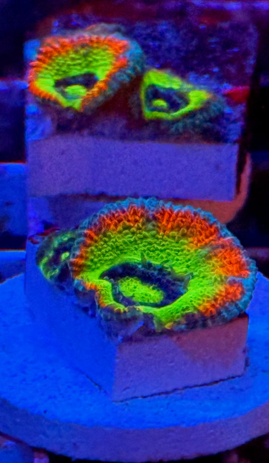 Super Nova HG Micromussa