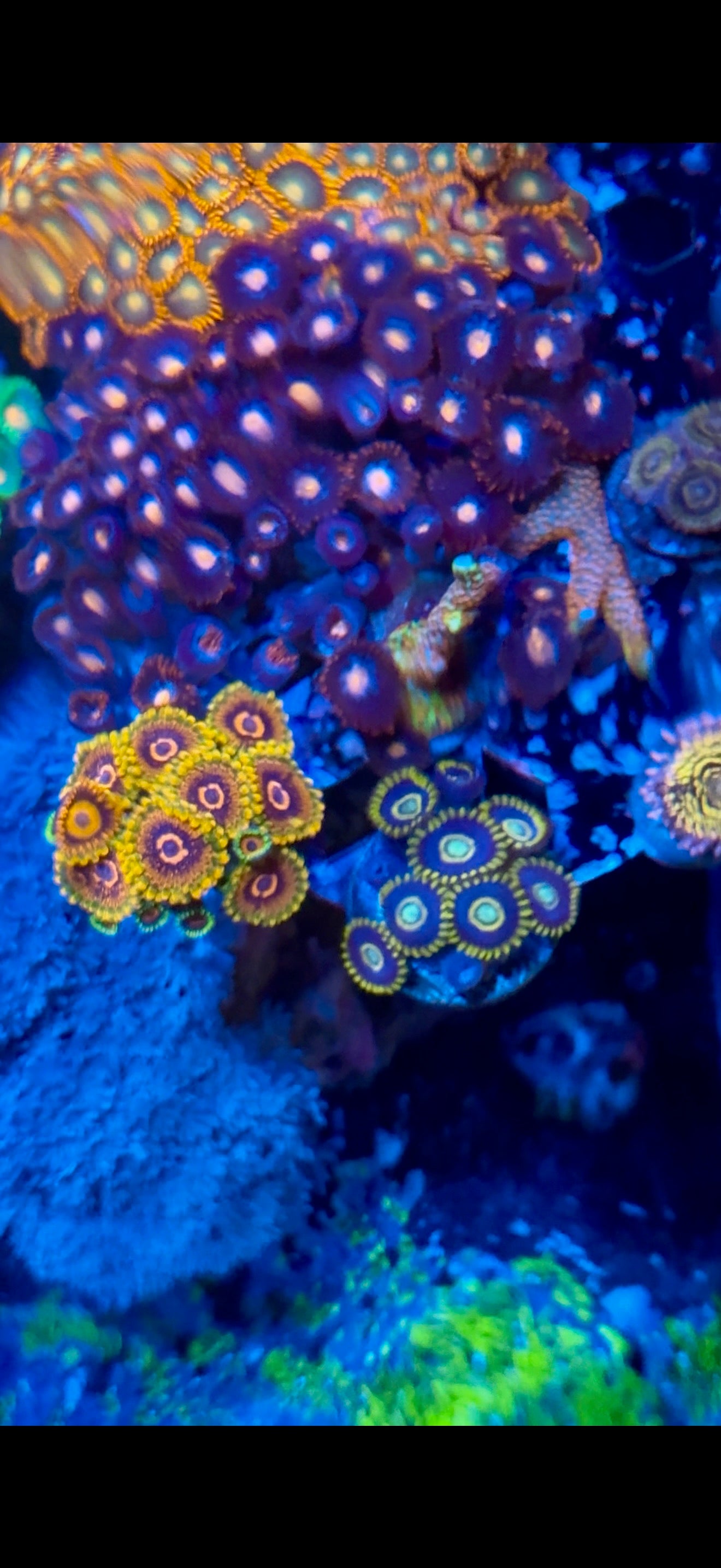 Purple Hornet Zoa