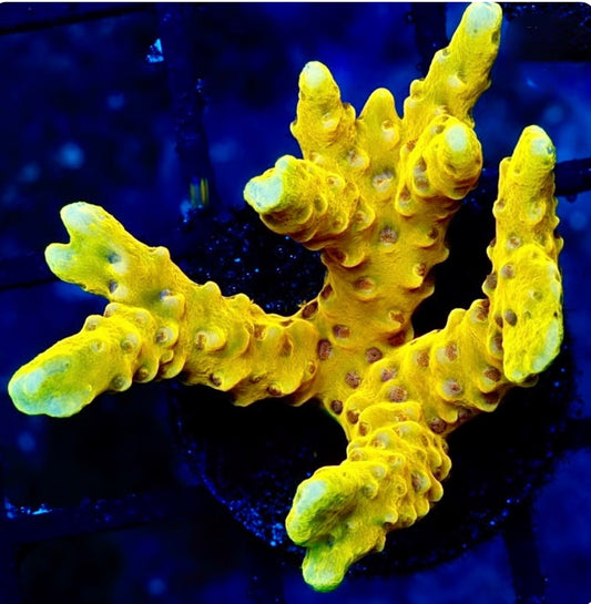 RR Golden Rod Anacropora Coral