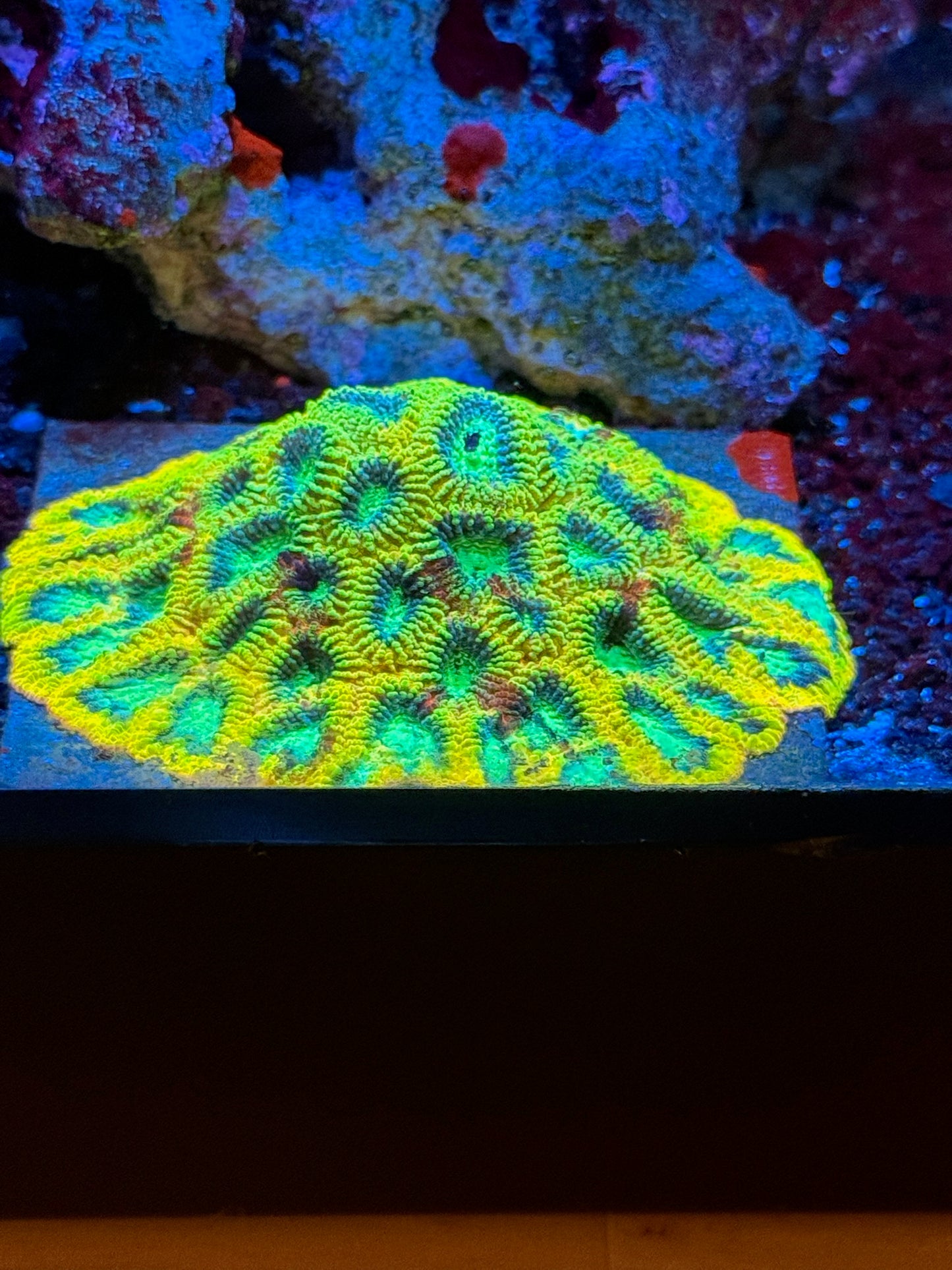 JF Yellow Submarine Favia
Coral
