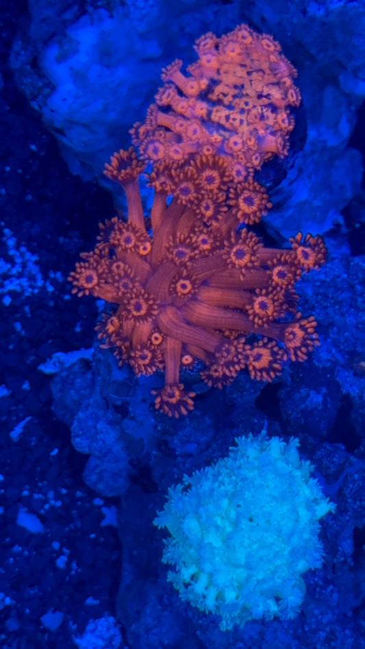 ORA Red Goniopora
