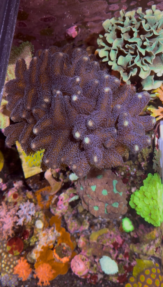 Purple Stylophora