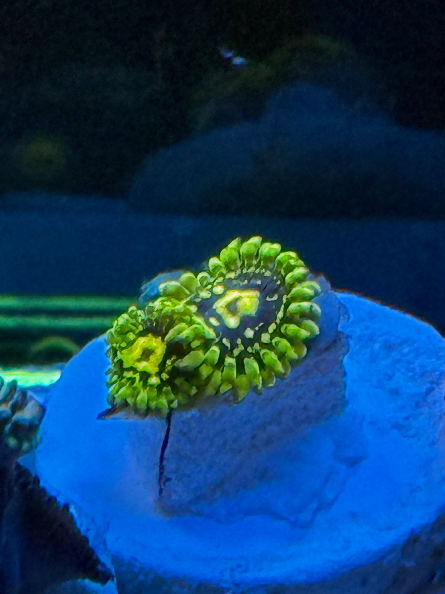 Exospheres Zoa