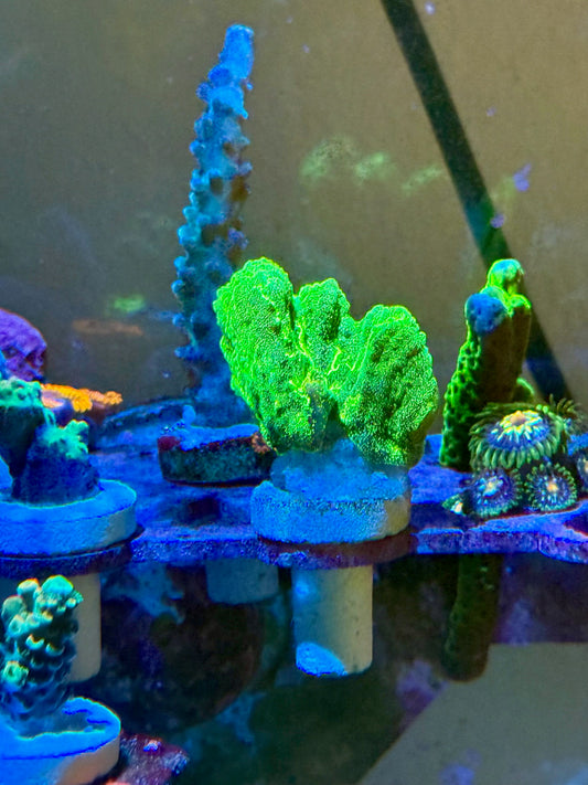 Space Invader Pectinia