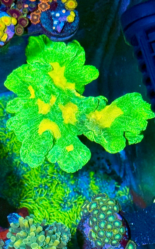 Space Invader Pectinia