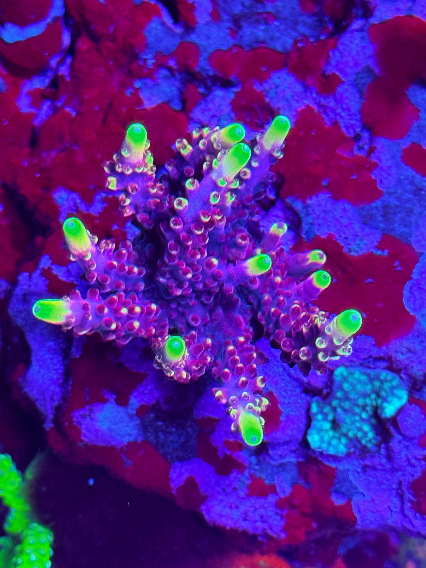 Jason Fox Flame Acropora Coral