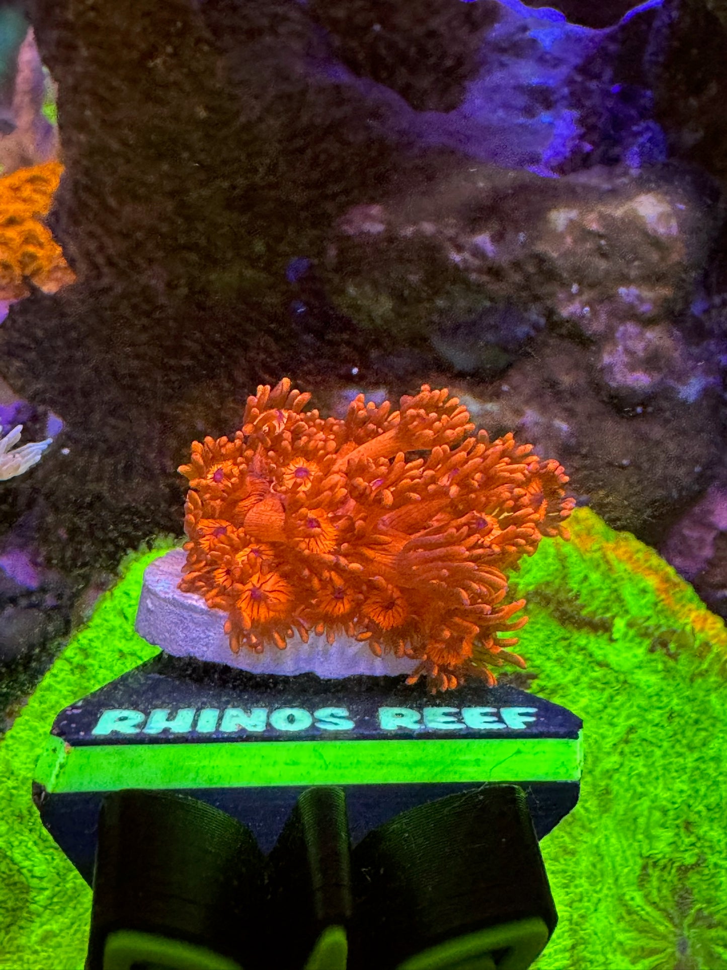 ORA Red Goniopora