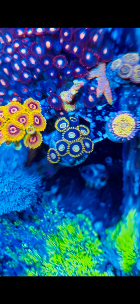 Purple Hornet Zoa