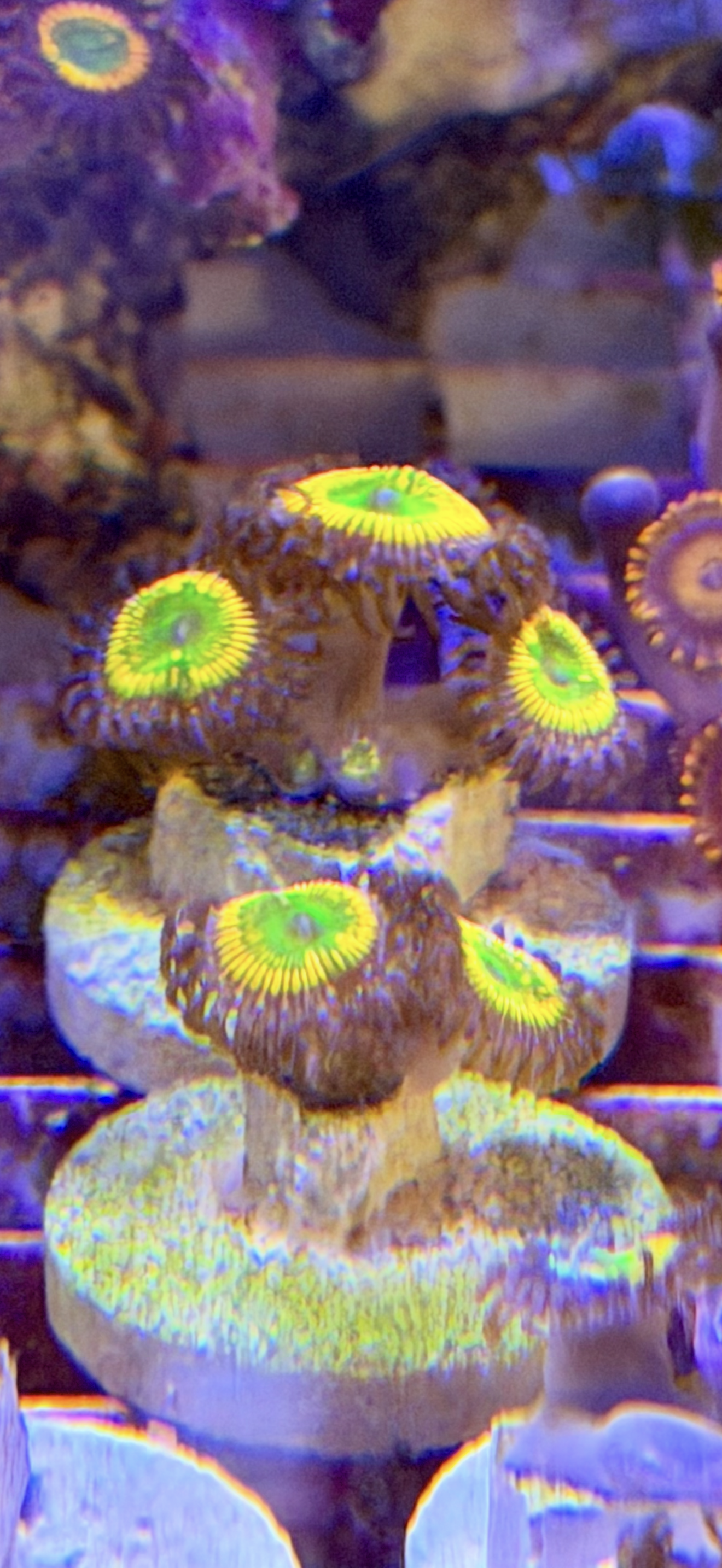 Sunny D Zoa
