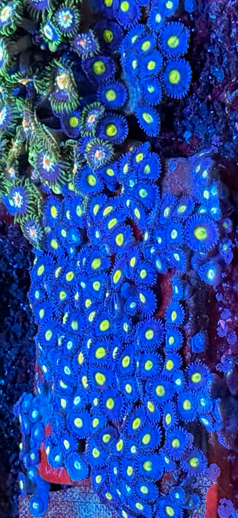WWC AOI Zoa