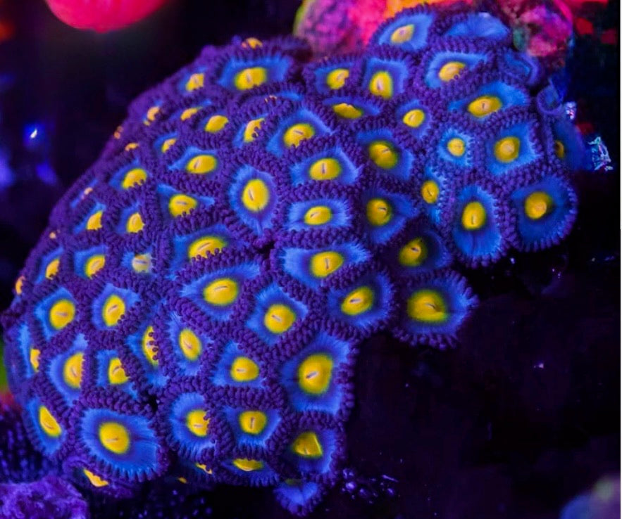 WWC AOI Zoa