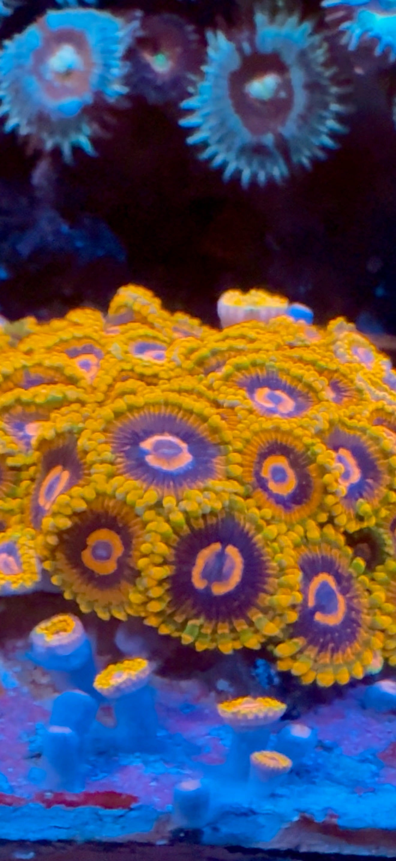 Mind Trick Zoa