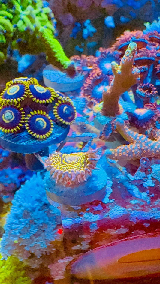 Purple Hornet Zoa