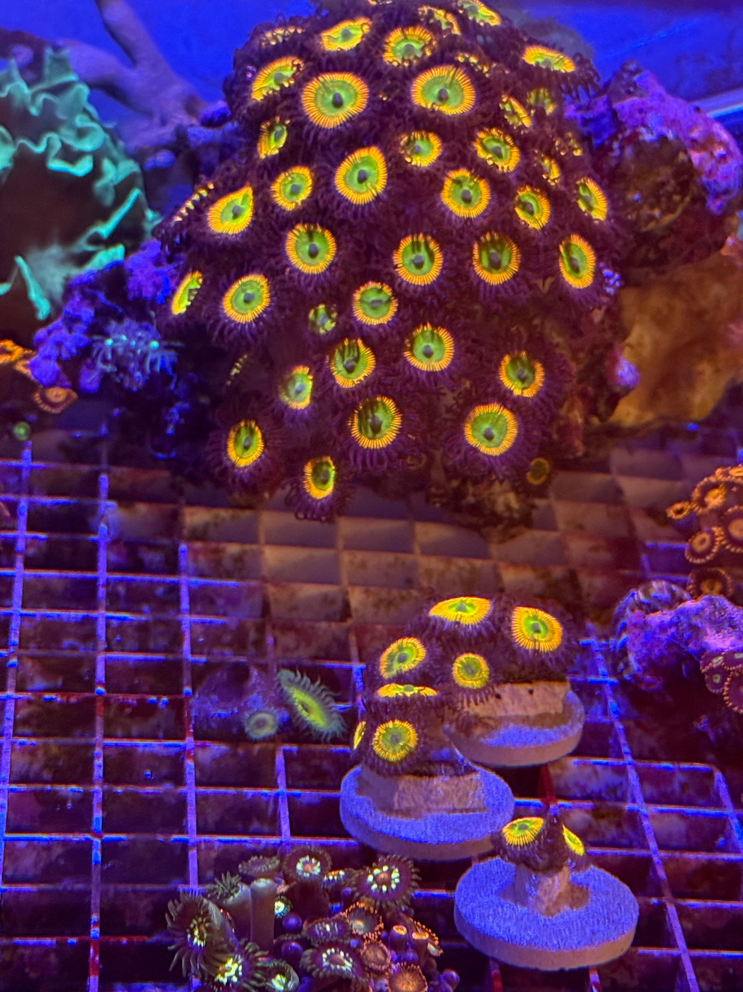 Sunny D Zoa