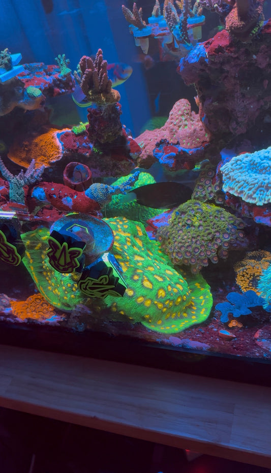 JP Raja Rampage Chalice