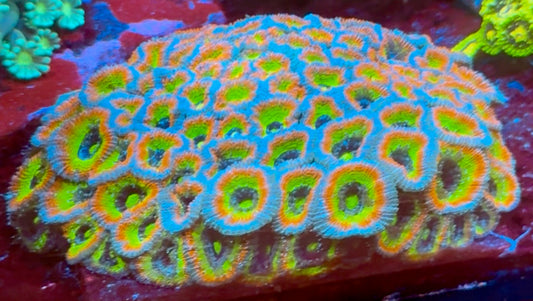 Super Nova HG Micromussa