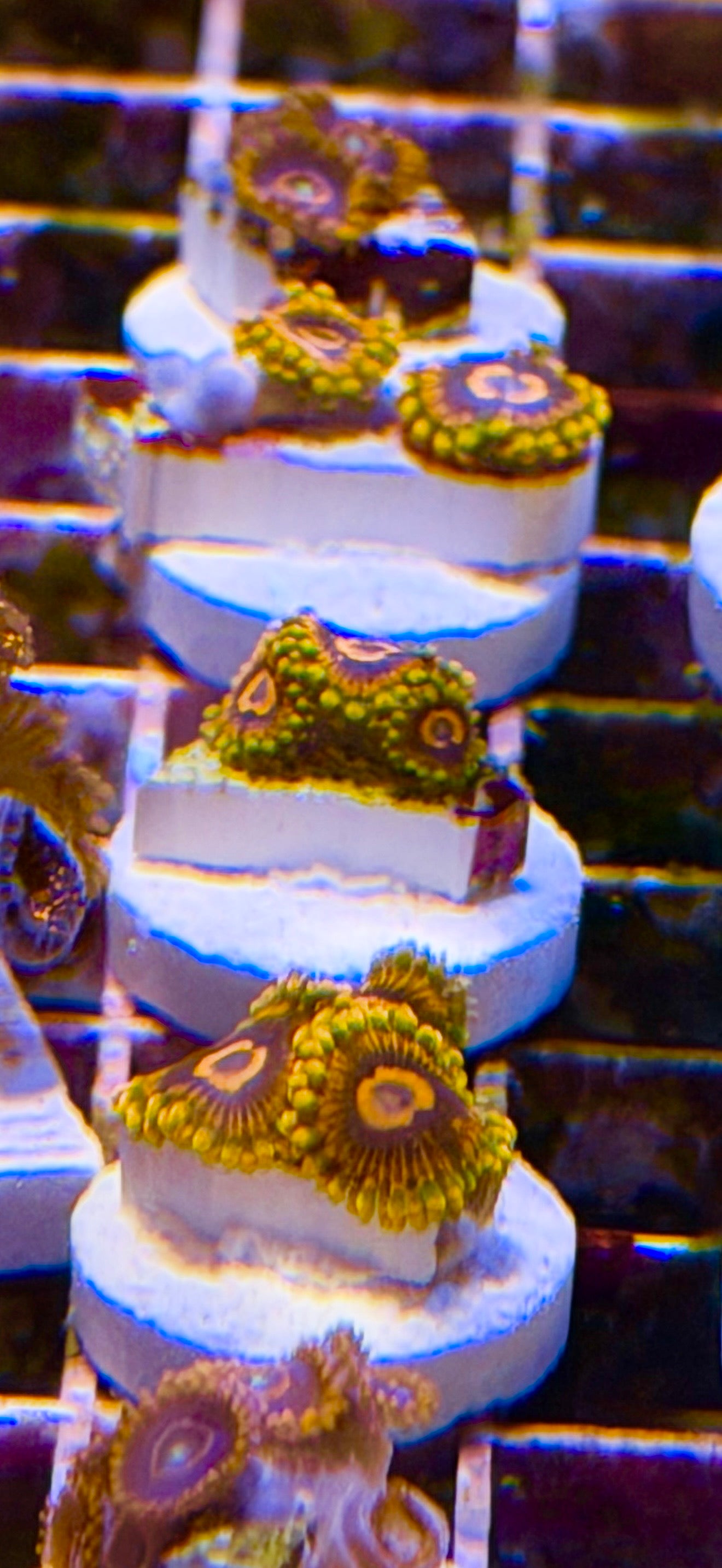 Mind Trick Zoa