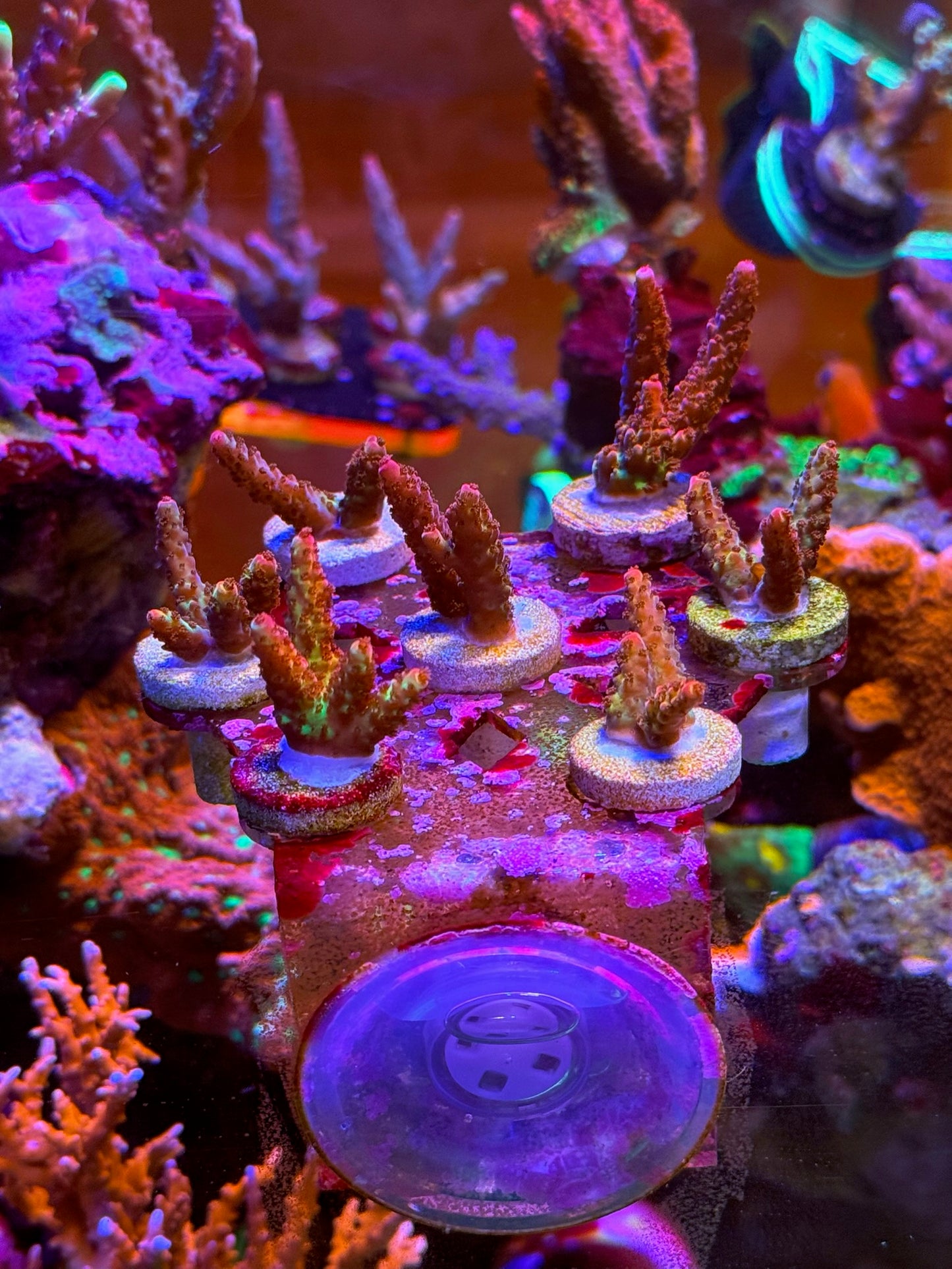 PC Rainbow Acro