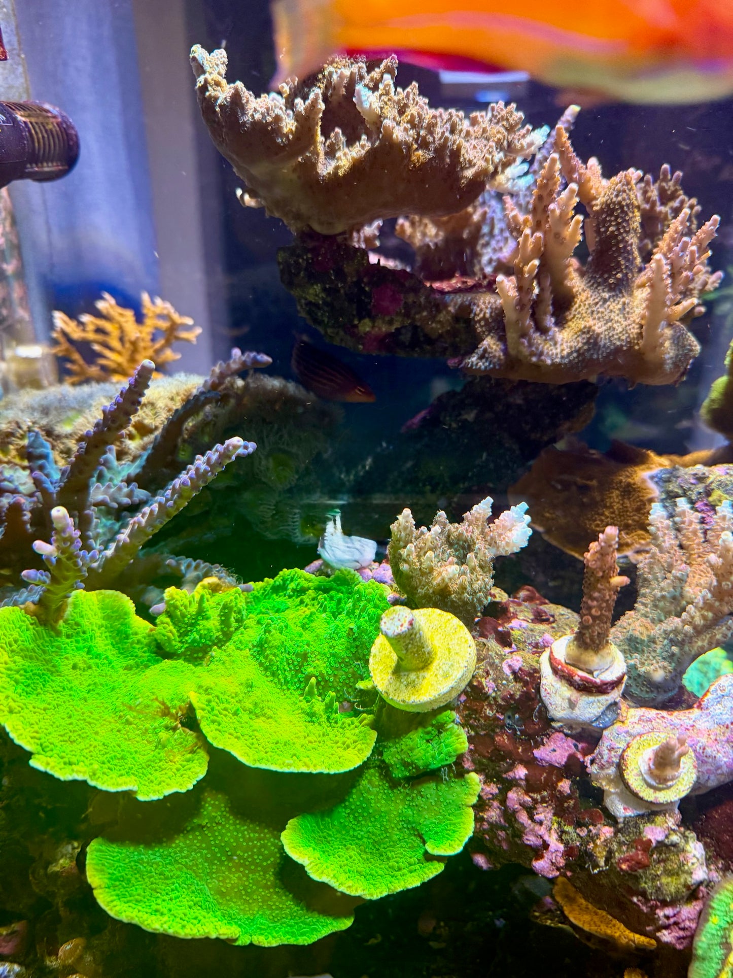 Toxic Green Montipora Cap