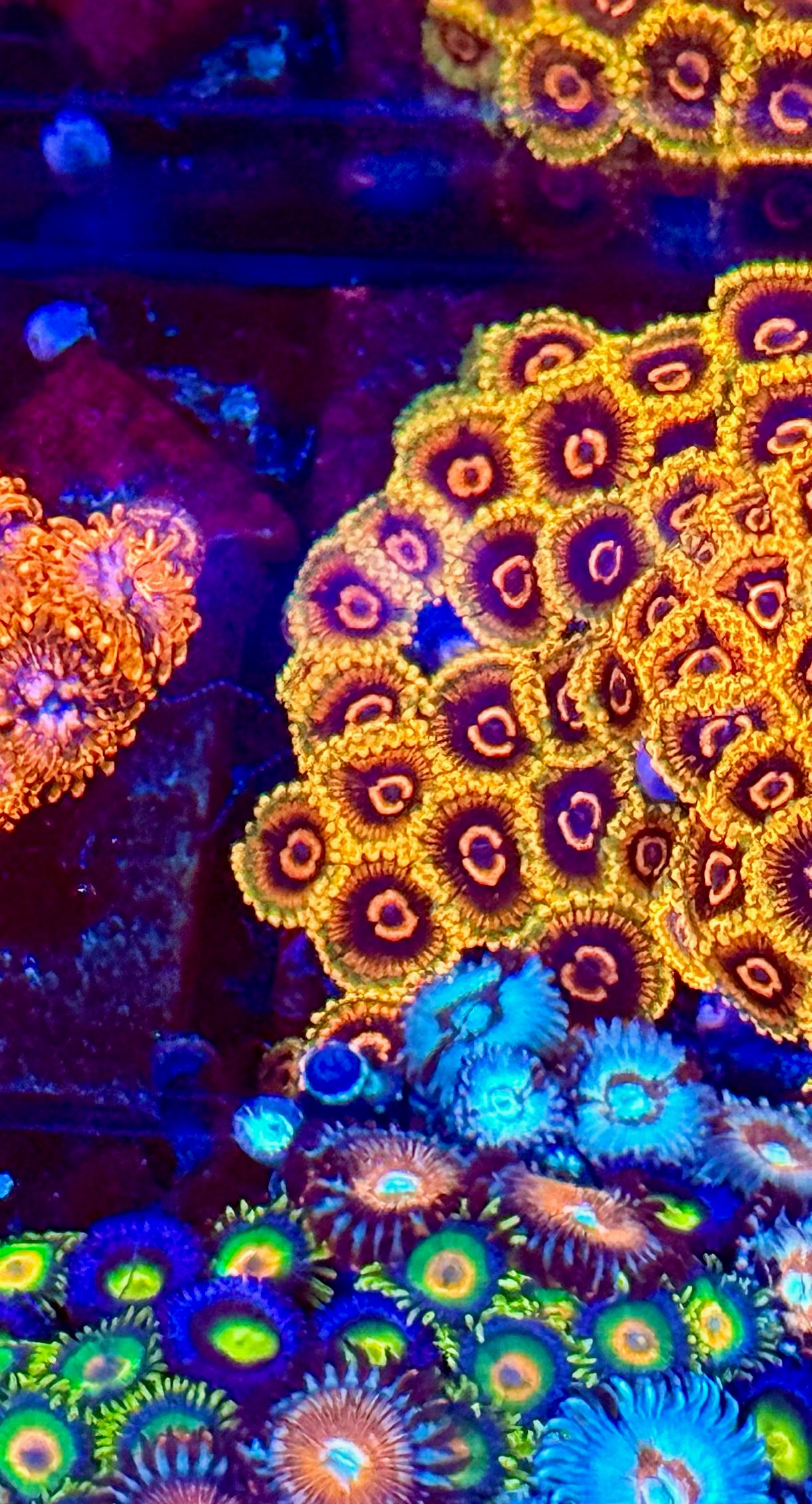 Mind Trick Zoa