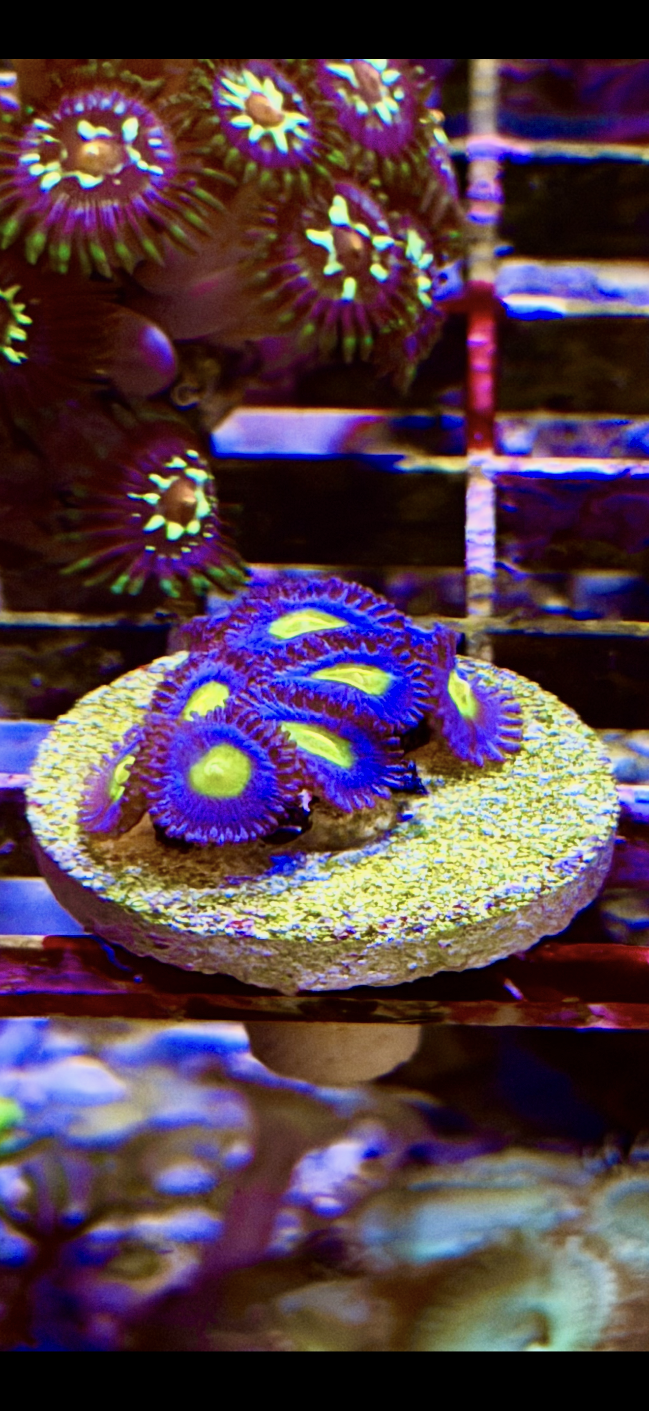 WWC AOI Zoa