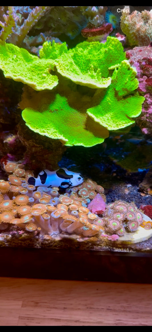 Toxic Green Montipora Cap