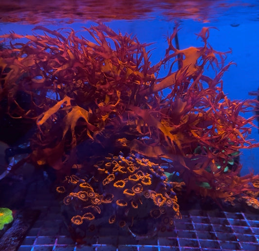Dragon's Breath
Macroalgae
(Halymenia spp.)
