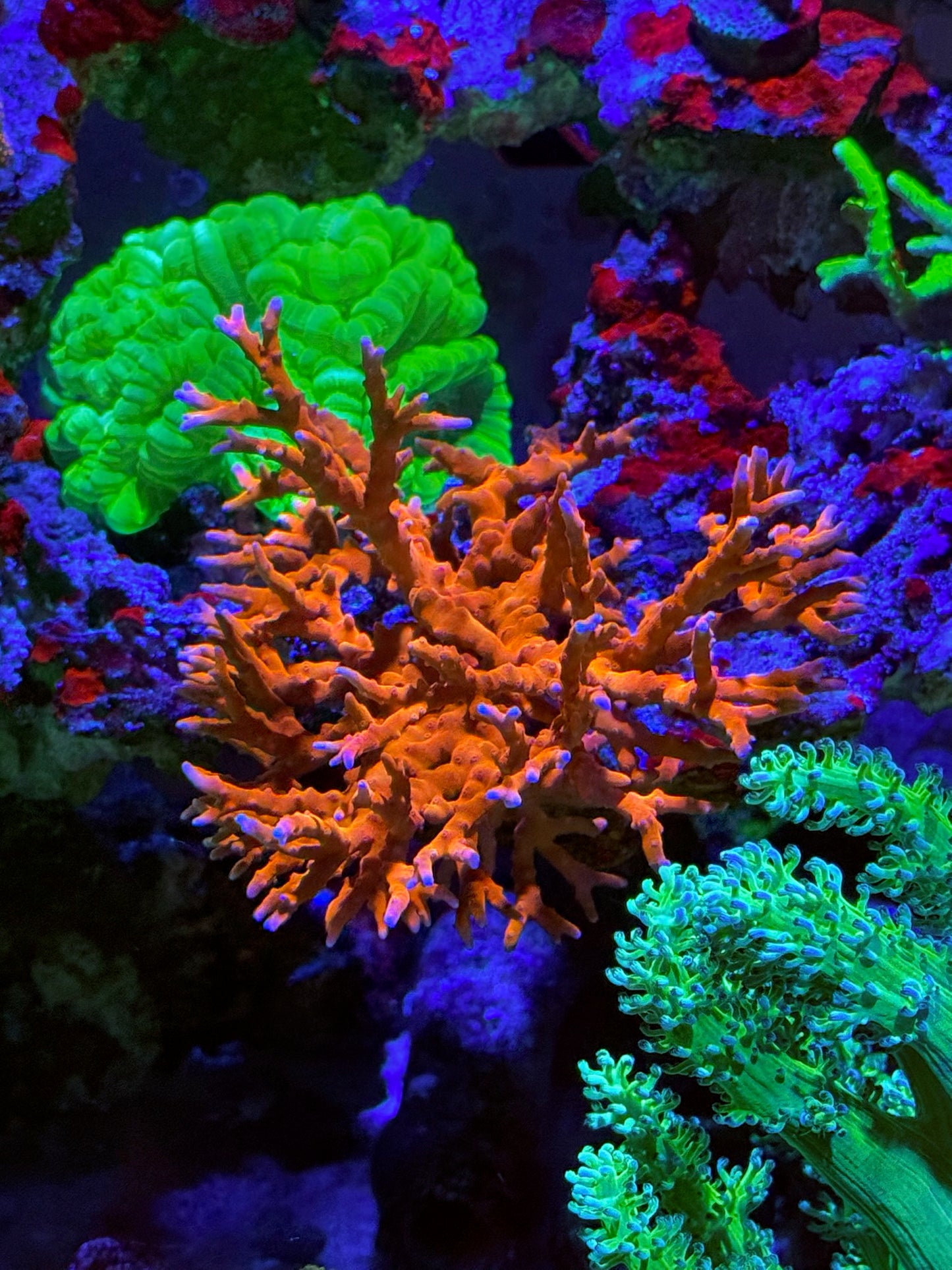 Jason Fox TNT Anacropora Coral