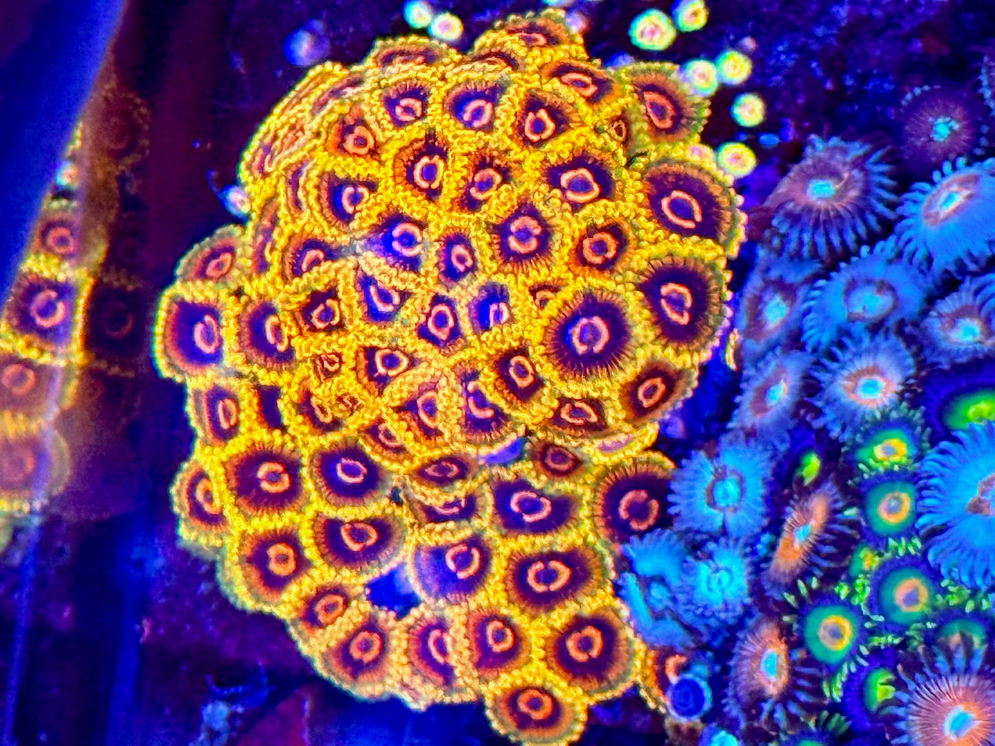 Mind Trick Zoa