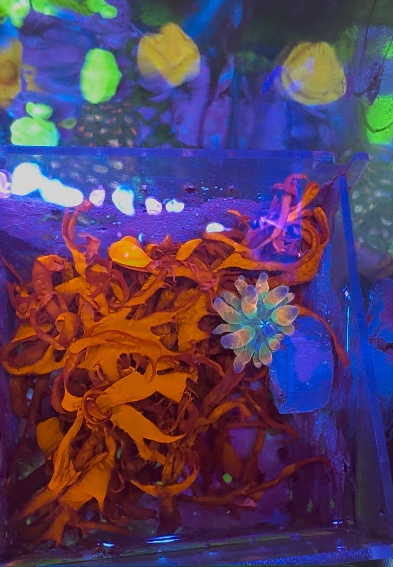 Dragon's Breath
Macroalgae
(Halymenia spp.)