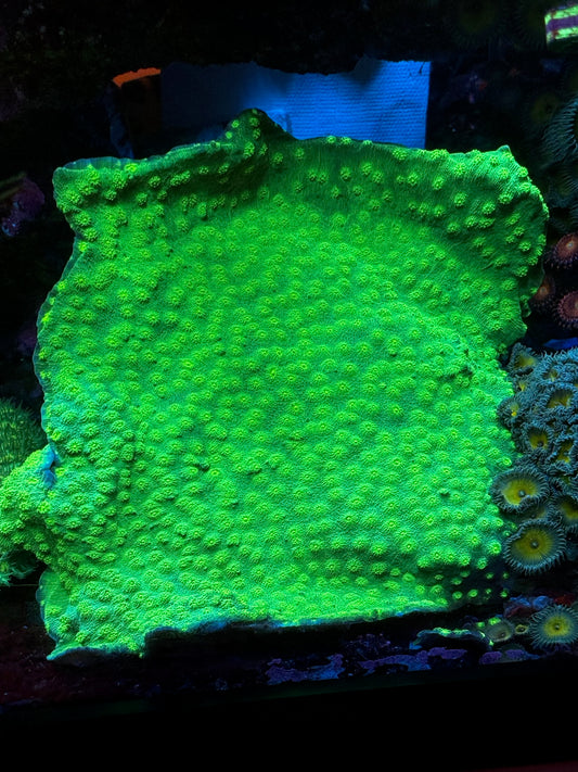 Hollywood Stunner Chalice