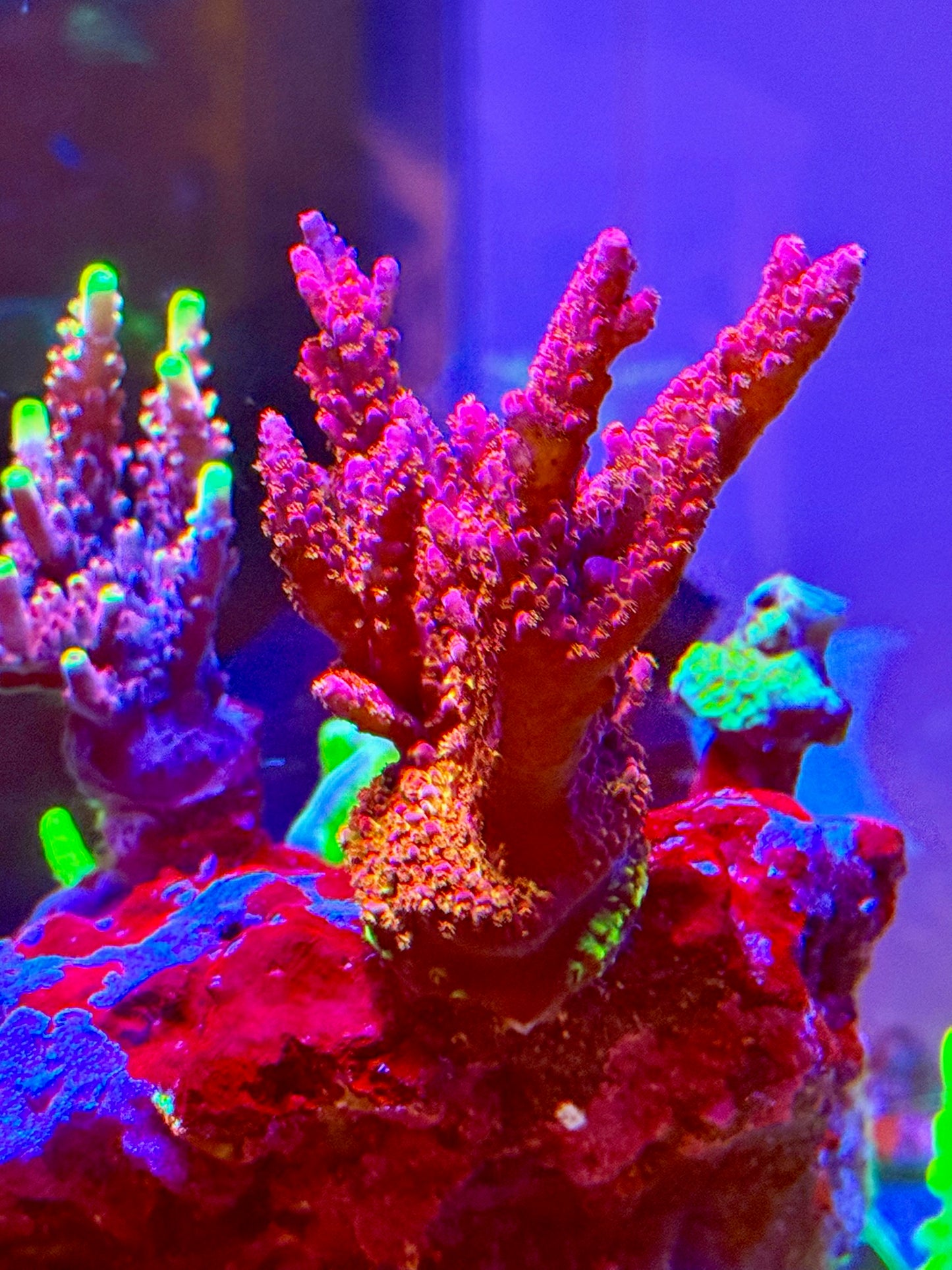 PC Rainbow Acro