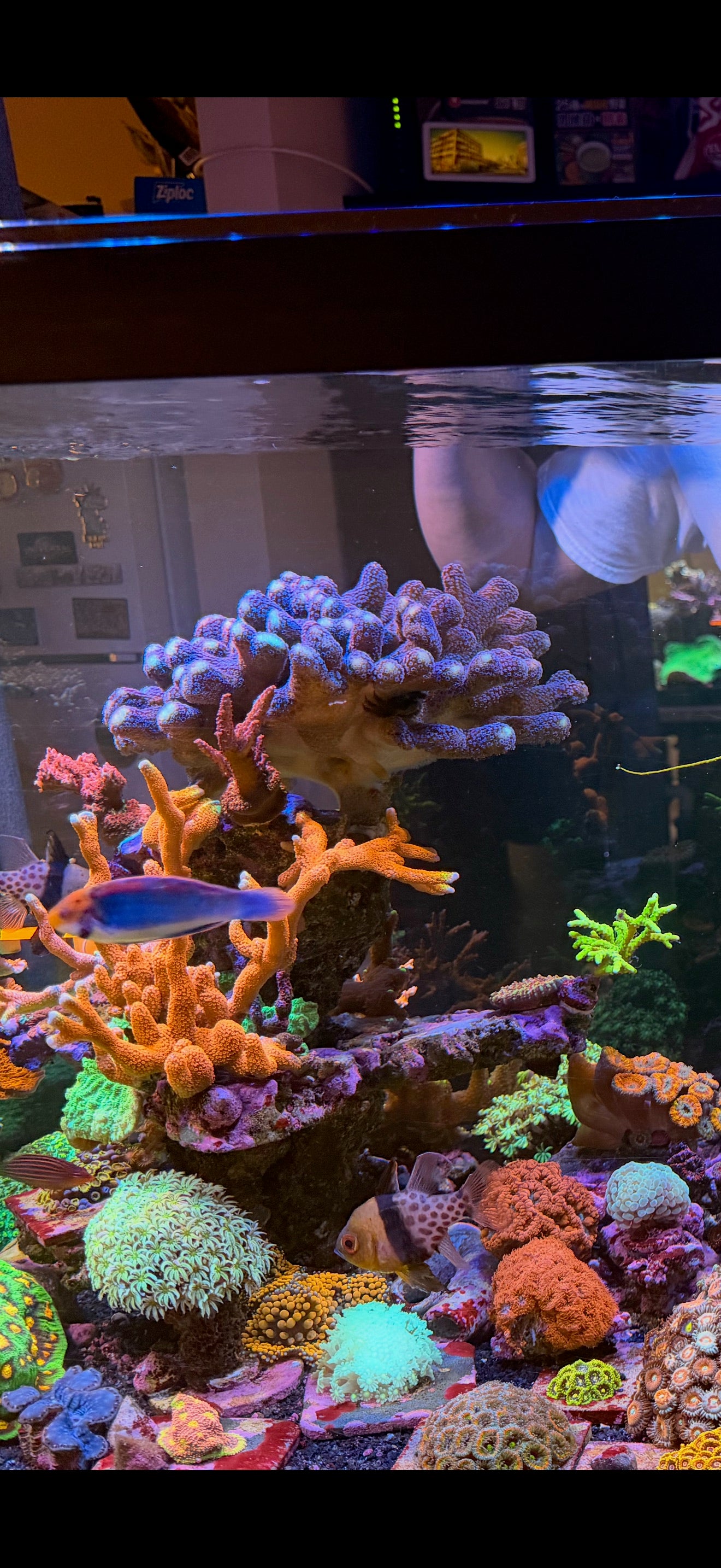 Purple Stylophora