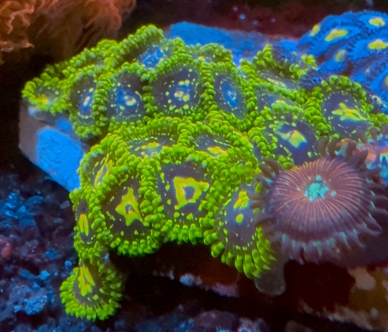 Exospheres Zoa