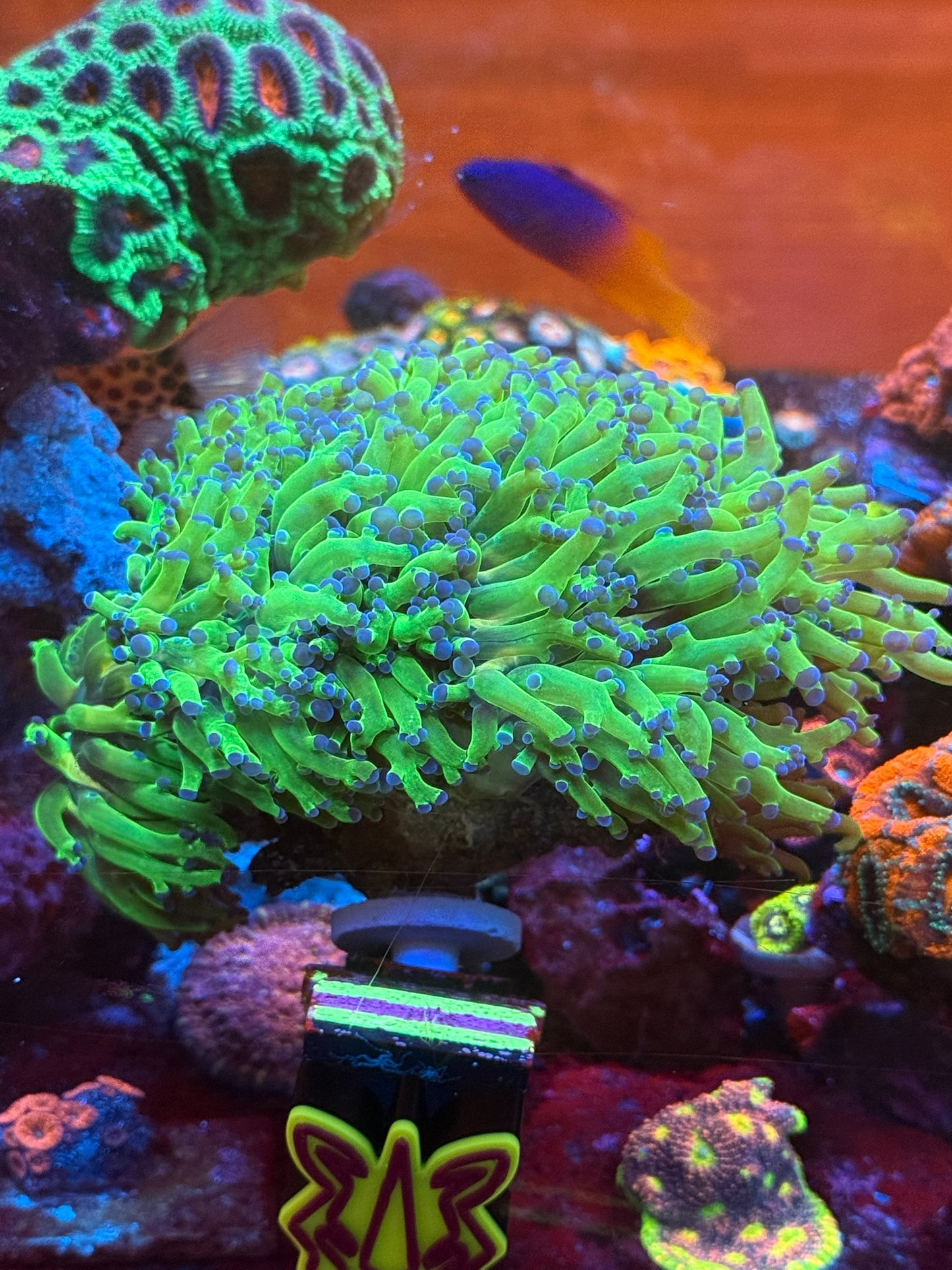OG Frogspawn