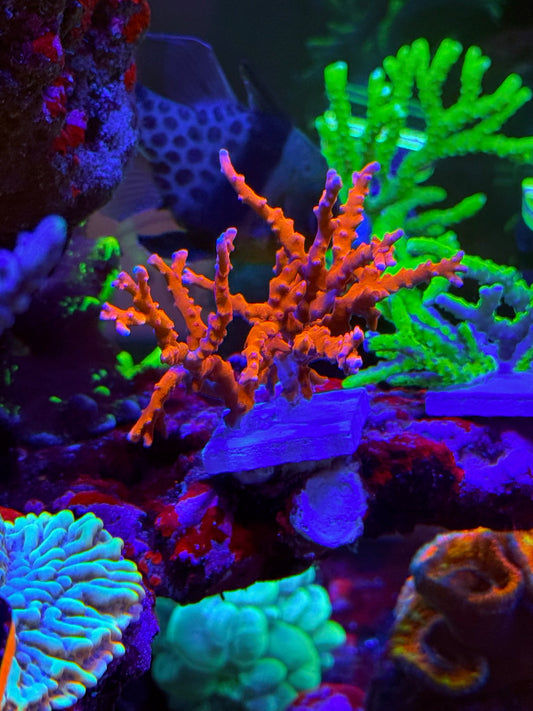 Jason Fox TNT Anacropora Coral