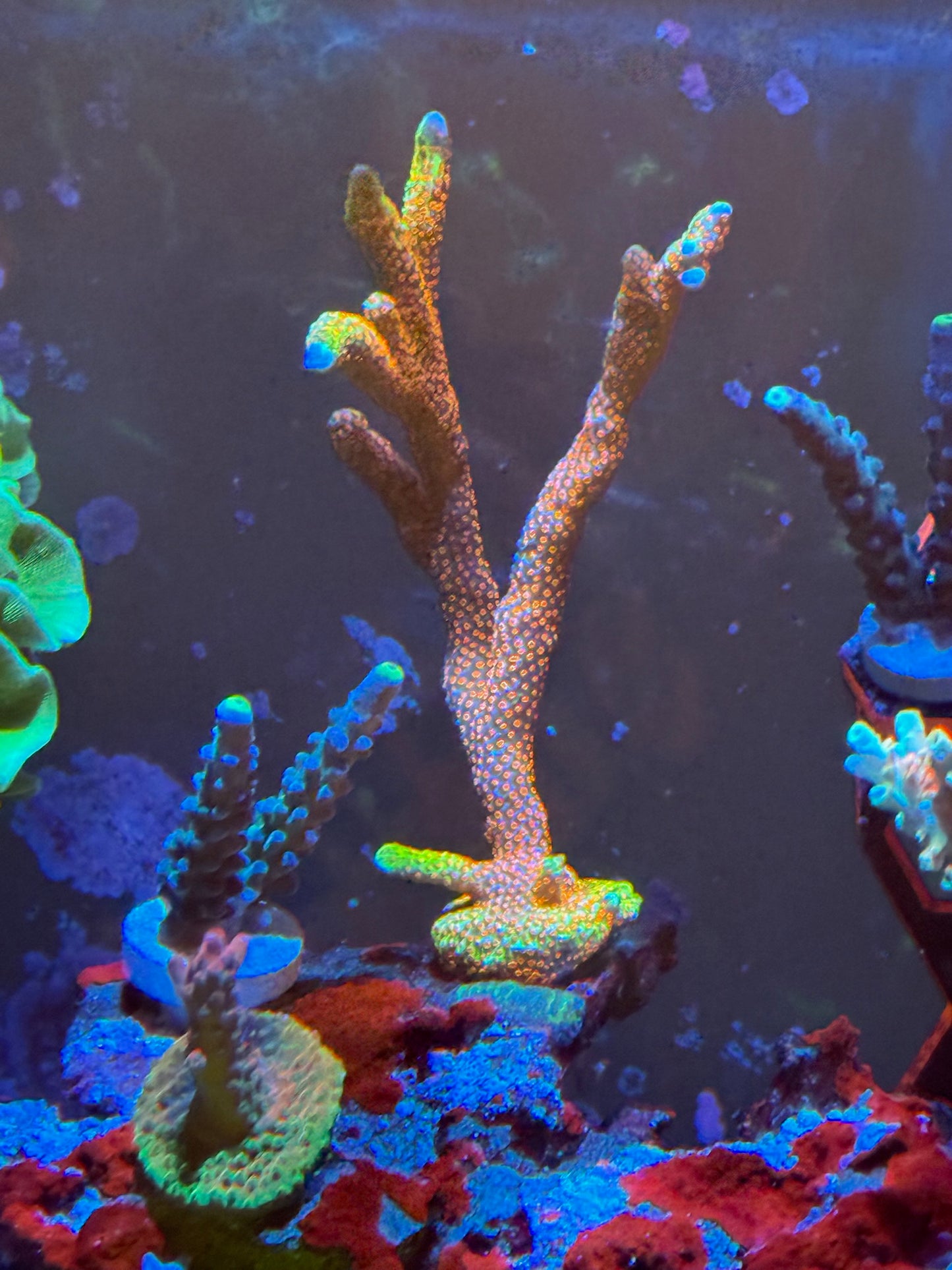 Bubblegum Digitata Montipora