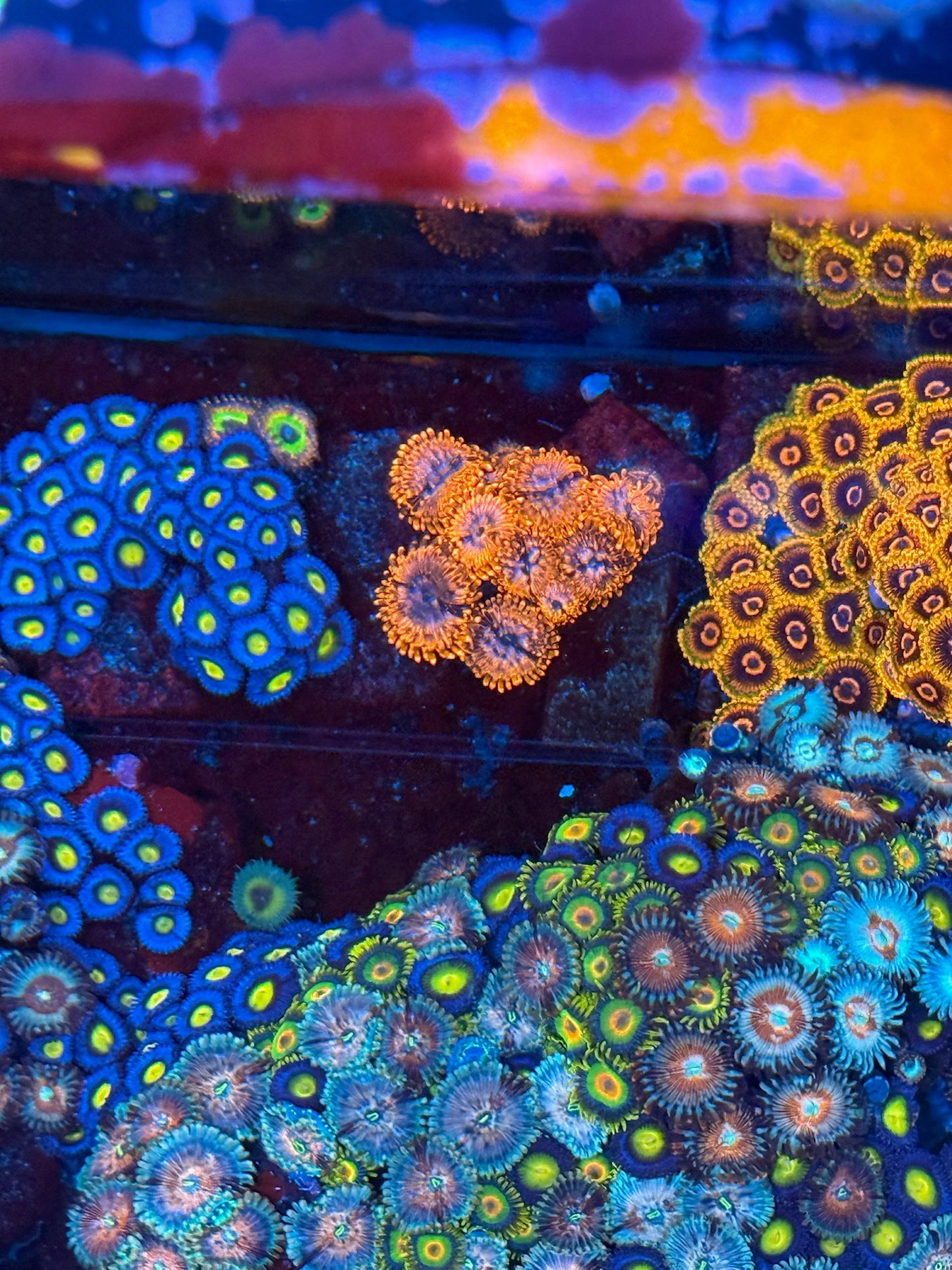 WWC AOI Zoa
