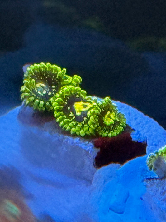 Exospheres Zoa