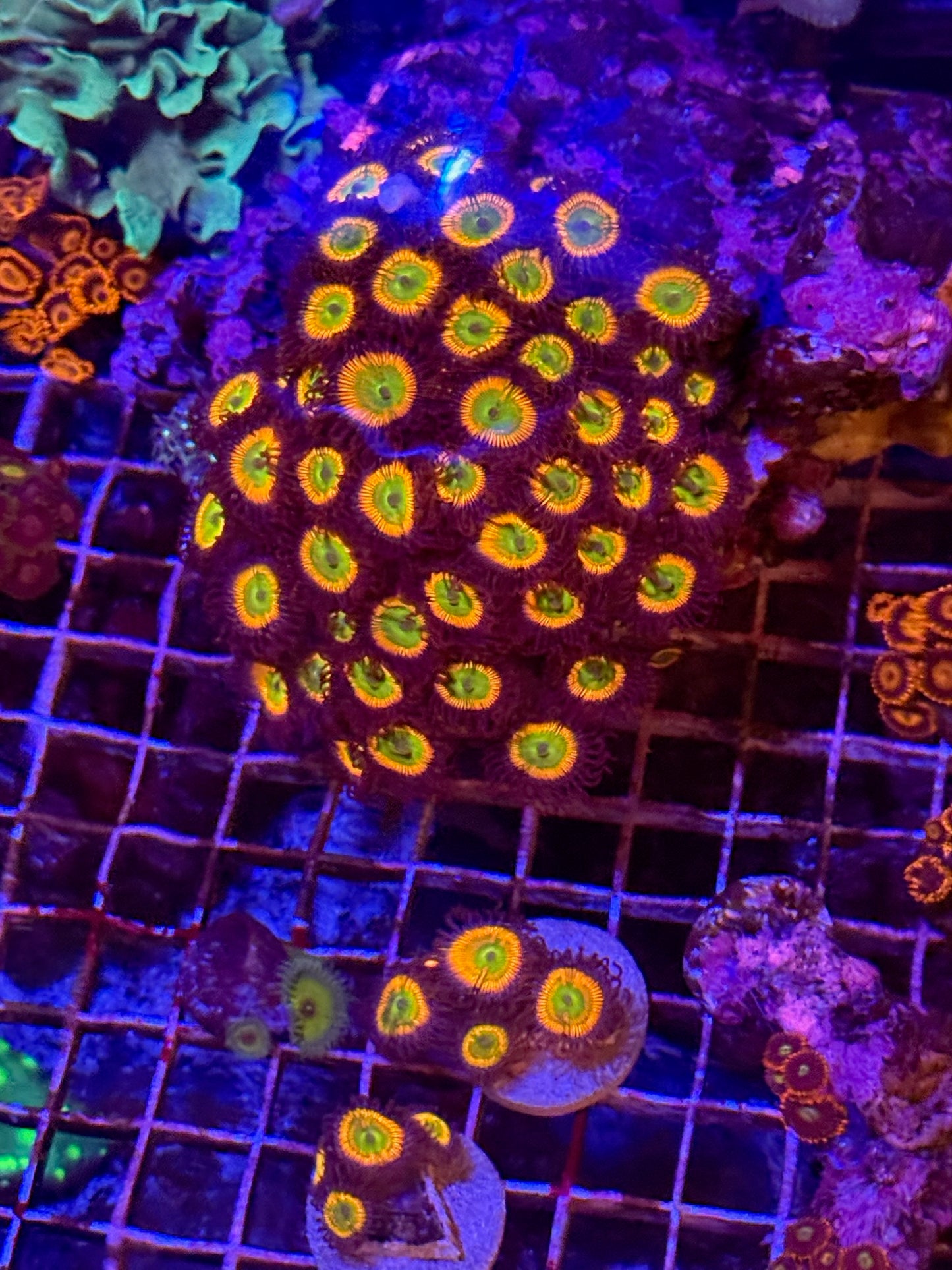 Sunny D Zoa