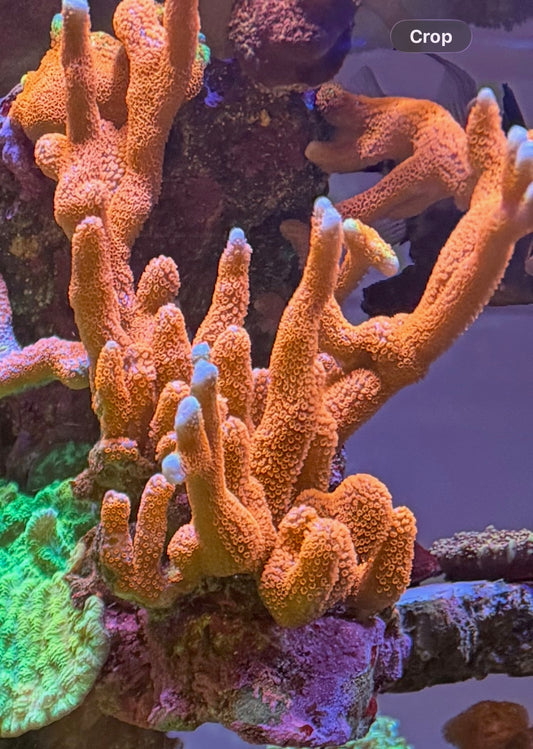 Bubblegum Digitata Montipora