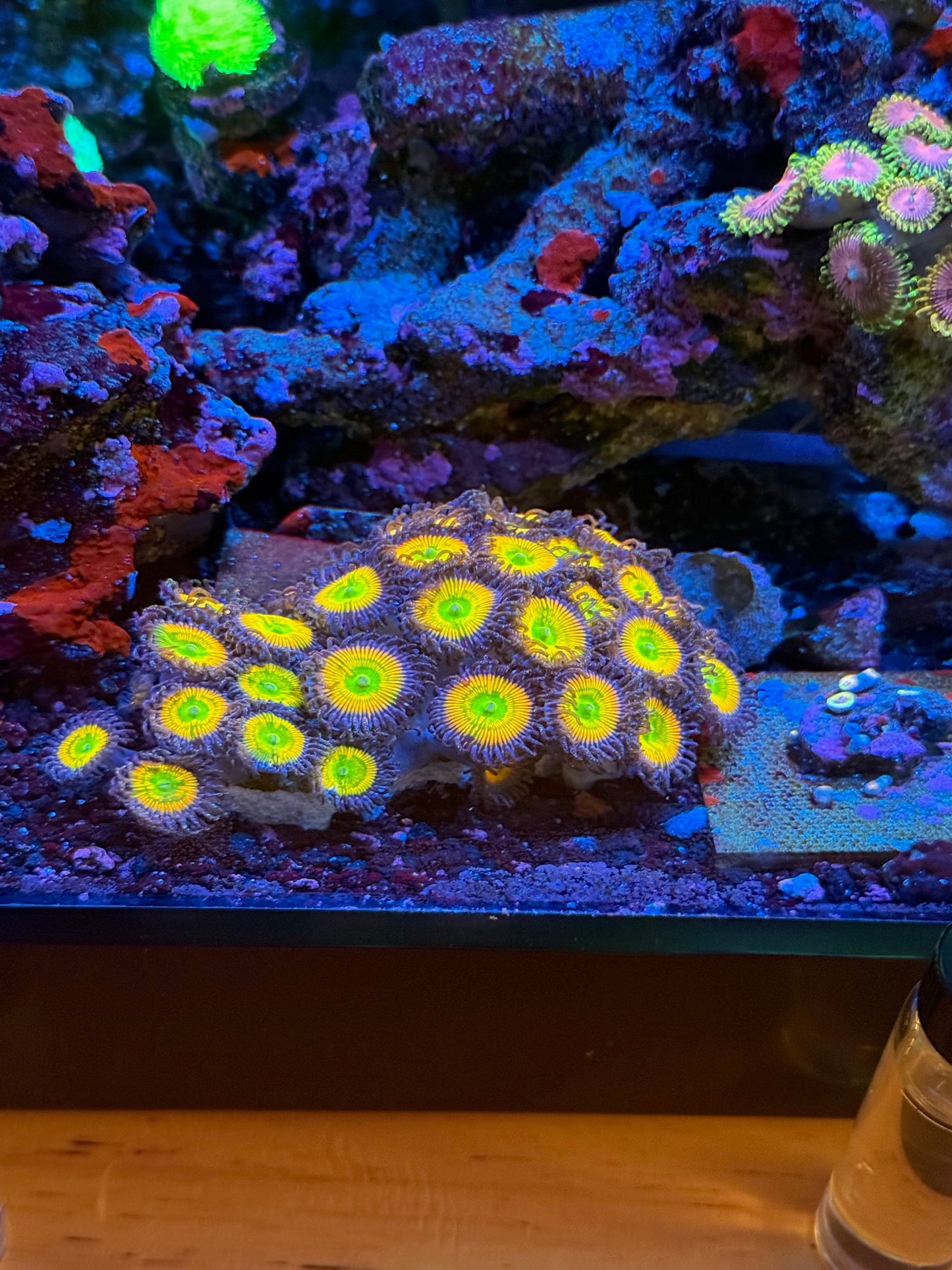 Sunny D Zoa