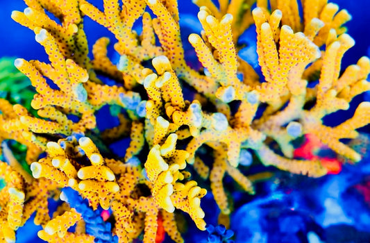 RR Golden Rod Anacropora Coral
