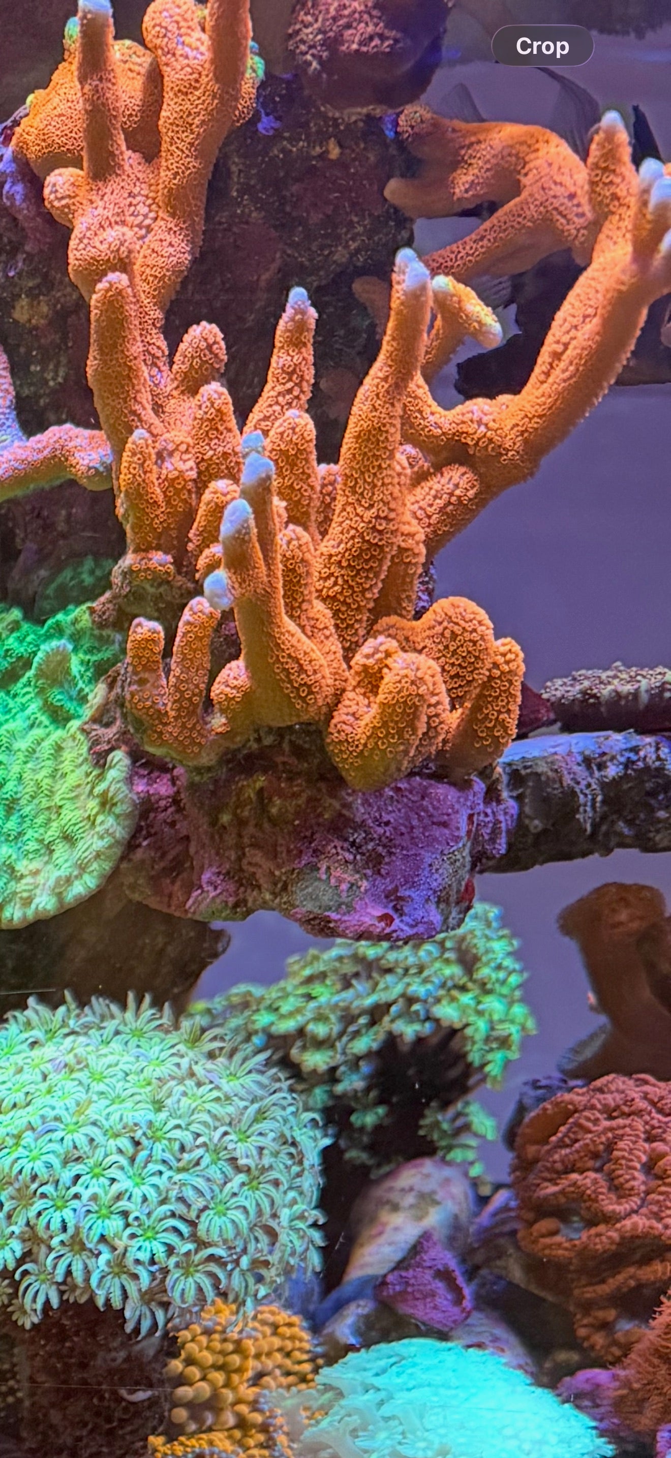 Bubblegum Digitata Montipora