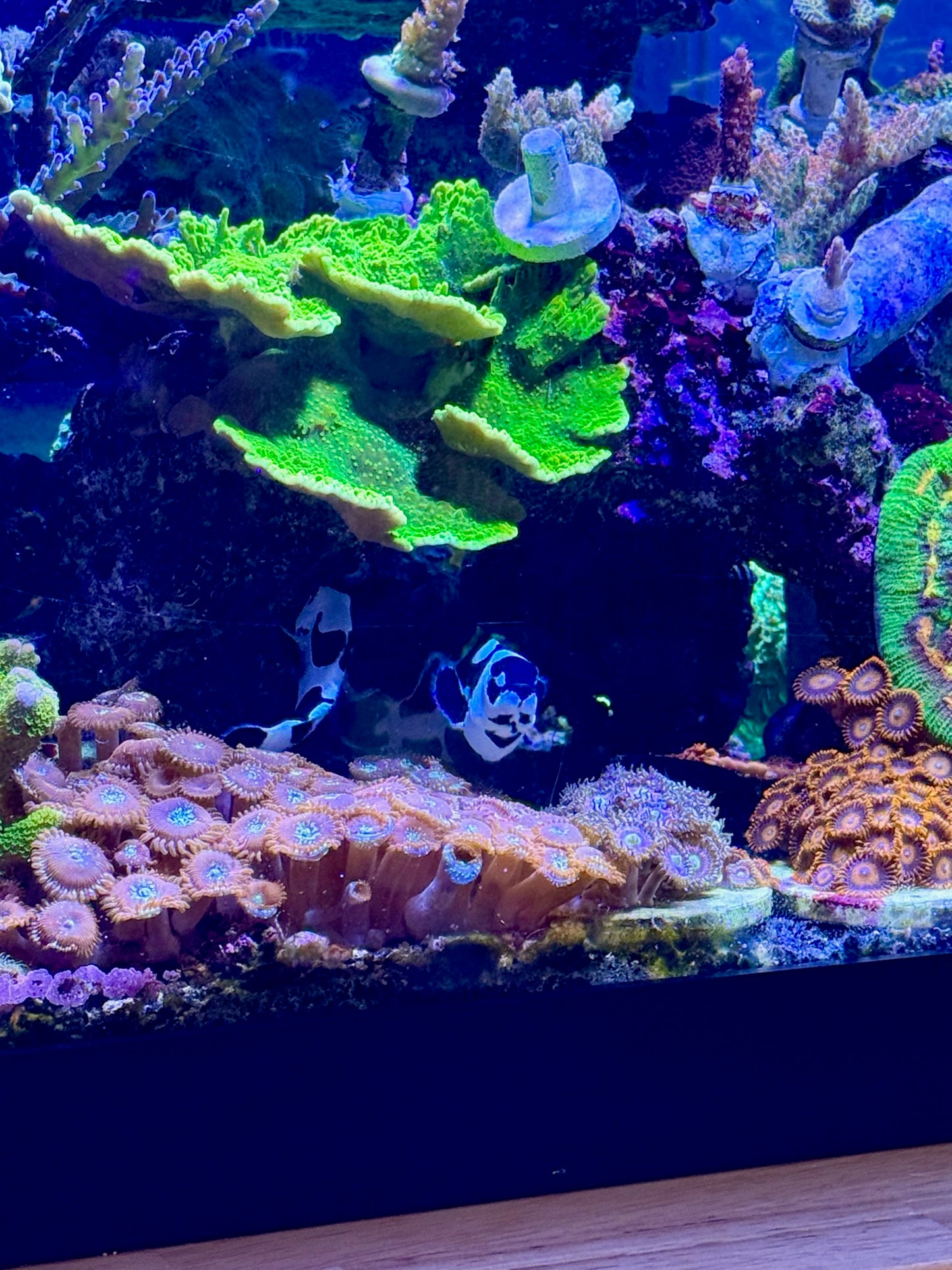 Toxic Green Montipora Cap