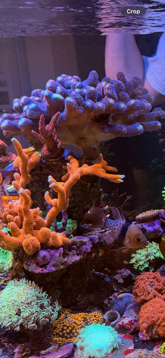 Bubblegum Digitata Montipora